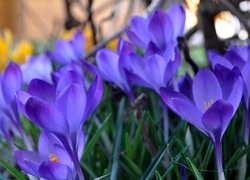 Oryginalny obrazek