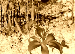 Sepia + Negatyw