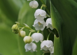 Oryginalny obrazek