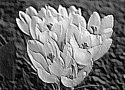Skamielina