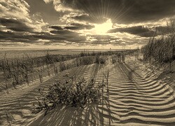 Szary + Sepia
