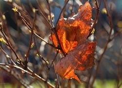 Oryginalny obrazek