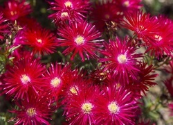 Oryginalny obrazek