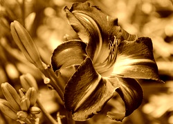Sepia