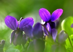 Oryginalny obrazek