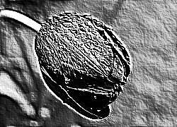 Skamielina