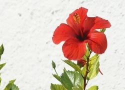 Oryginalny obrazek