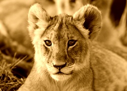 Sepia