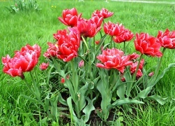 Oryginalny obrazek