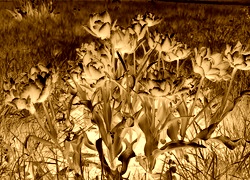 Sepia + Negatyw