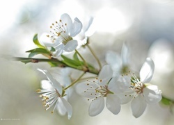 Oryginalny obrazek