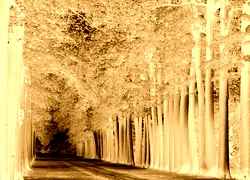 Sepia + Negatyw