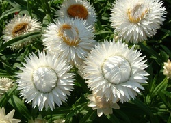 Oryginalny obrazek