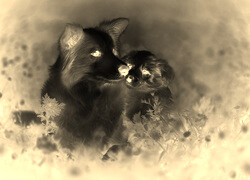 Sepia + Negatyw