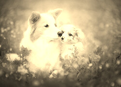 Szary + Sepia