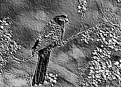 Skamielina