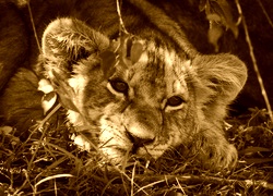 Sepia