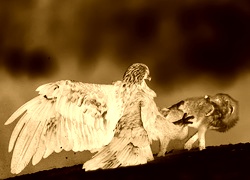 Sepia + Negatyw