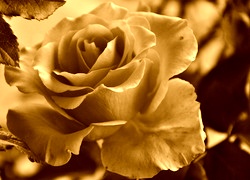 Sepia