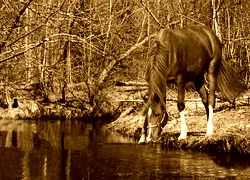 Sepia