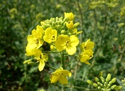 Oryginalny obrazek