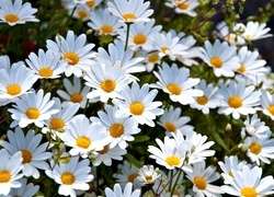 Oryginalny obrazek