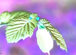 Negatyw