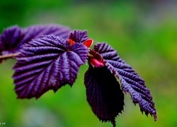 Oryginalny obrazek