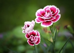 Oryginalny obrazek