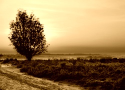 Sepia