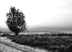 Szary + Sepia