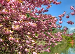 Oryginalny obrazek