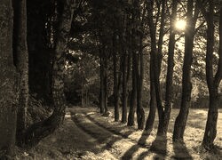 Sepia