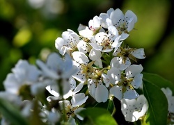 Oryginalny obrazek
