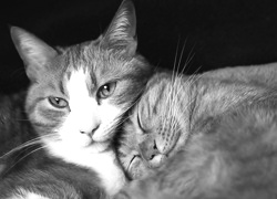 Szary + Sepia