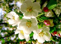Oryginalny obrazek