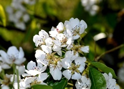 Oryginalny obrazek