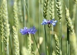 Oryginalny obrazek