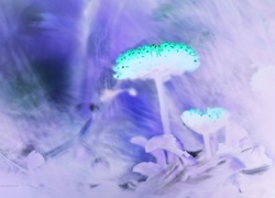 Negatyw