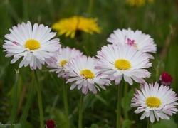 Oryginalny obrazek
