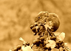 Sepia