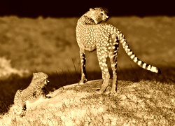 Sepia + Negatyw