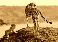 Sepia