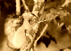 Sepia + Negatyw