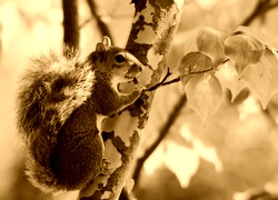 Sepia
