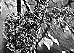 Skamielina