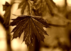 Sepia