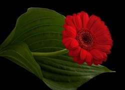 Oryginalny obrazek
