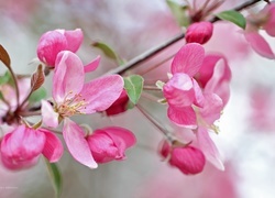Oryginalny obrazek