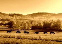 Sepia